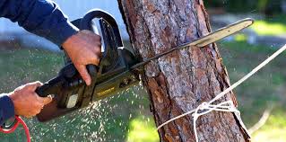 Professional Tree Services in Lake Waccamaw, NC