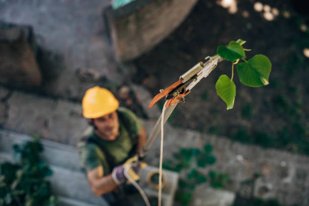 Best Hazardous Tree Removal  in Lake Waccamaw, NC